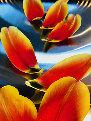 Floating Tulips