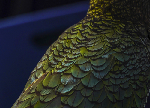 Green Envy