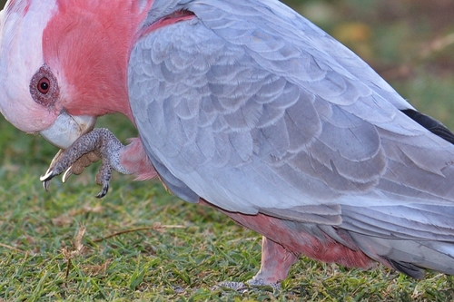 Galah in Backyard 2019
