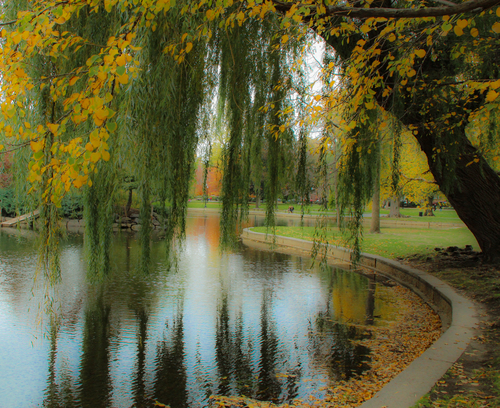 Autumn Willow