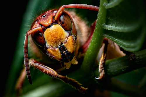 the hornet
