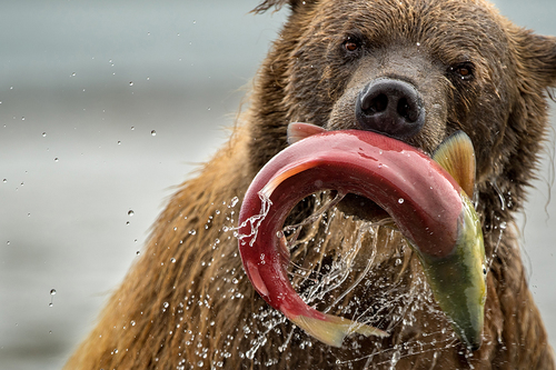 Bear and Salmon