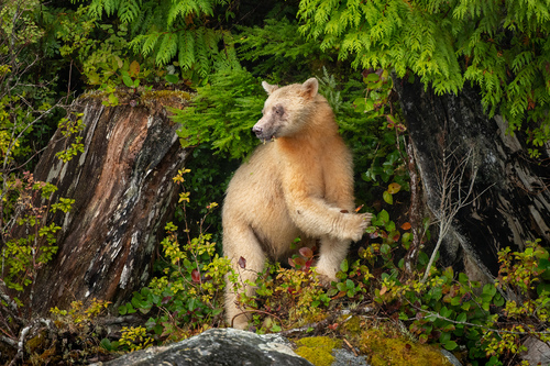 Spirit of the Forest