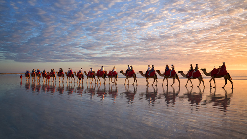 Camel Train