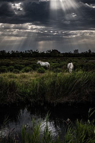 The Camargue light