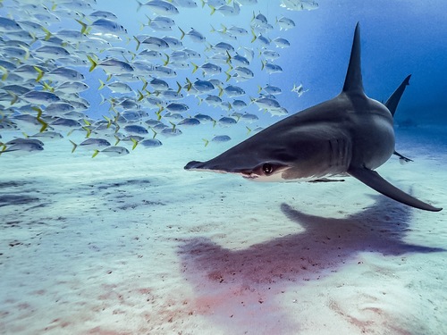 The great hammerhead 