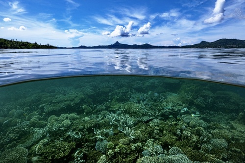 Vision of the reef 