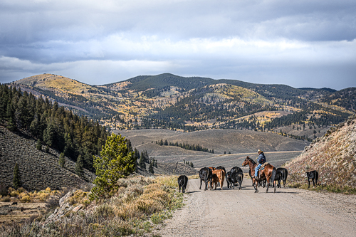 Colorado Cowboy