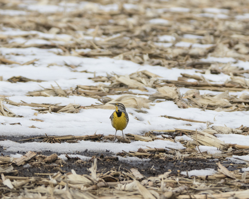 Western Meadowlark 