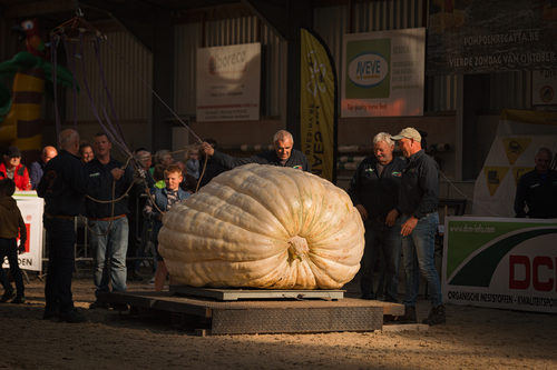 Pumpkin