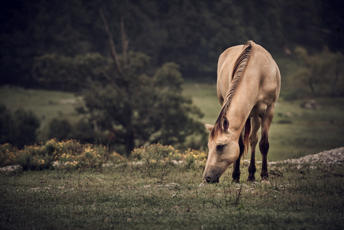 Grazer 