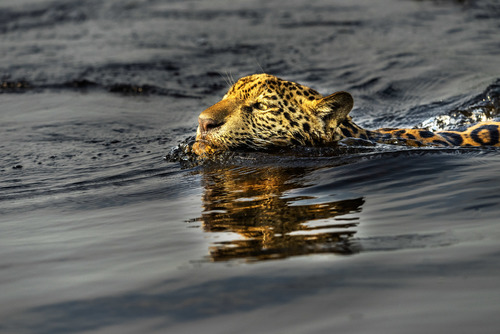 Jaguarete
