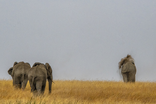 Viagem do Elefante
