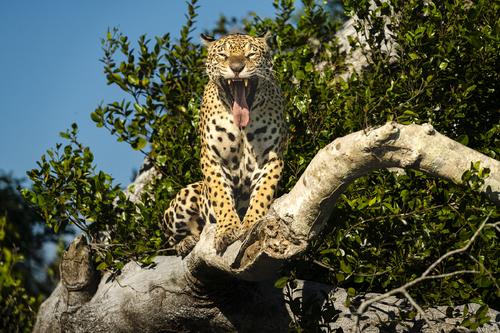 Jaguarete