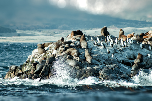 Beagle Channel wildlife