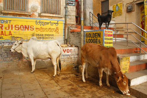 Yoga Cows
