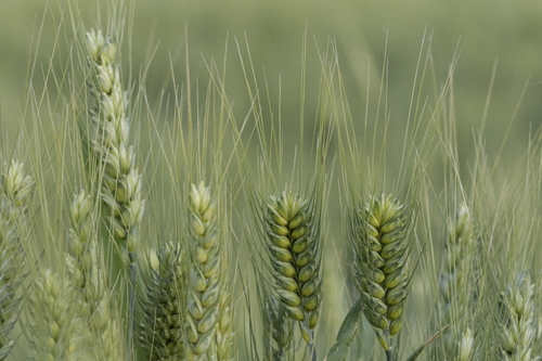 Wheat