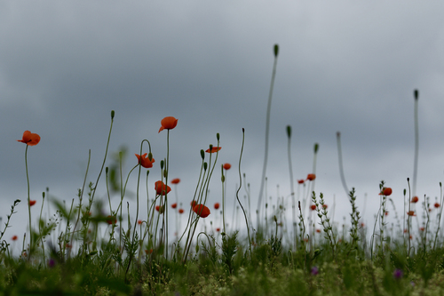 Poppies at Dusk