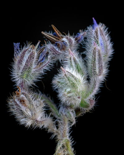 Borage