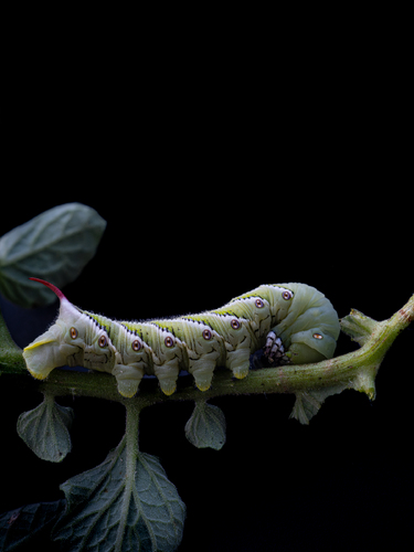 Depressed Hornworm