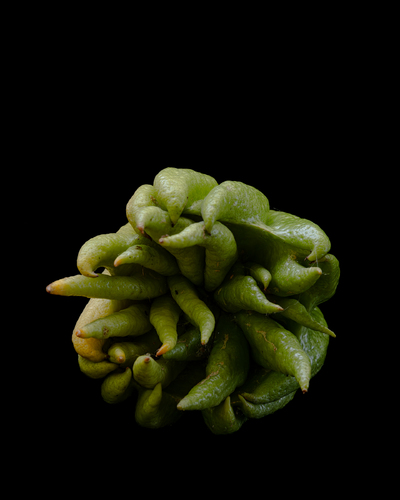 Buddha's Hand