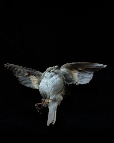 Flight