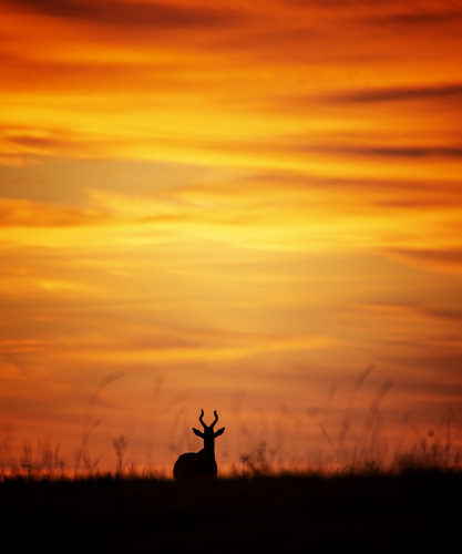 Biesbuck at Sunset