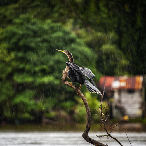 Anhinga in the Rain