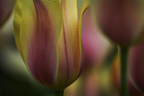 Blushing Lady