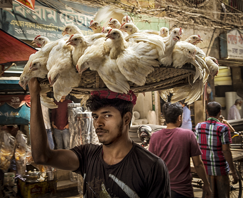 Poultry Guy