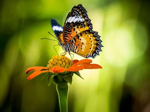 Pollen Butterfly