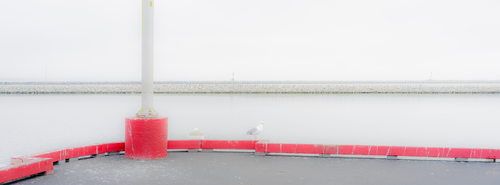 Gull