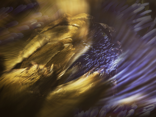 Artichoke 1