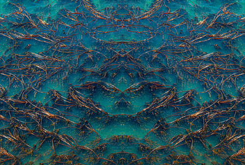 Sea Kelp
