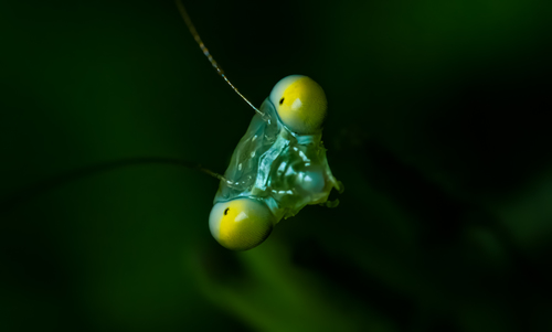 Alien of the Micro World