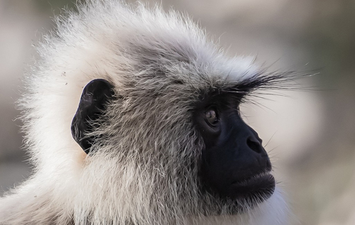 Gray Langur