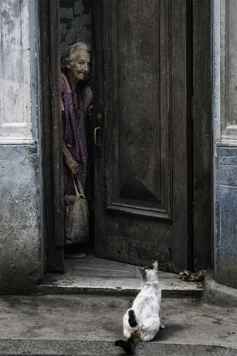 The dirty cat