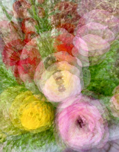 Persian Buttercups