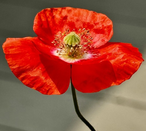 Red Poppy