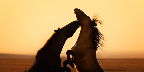 Horses, Good Morning