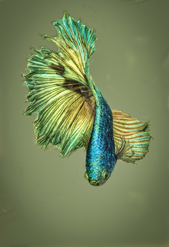 Betta colors