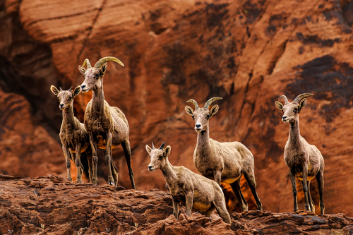 Mountain Goats
