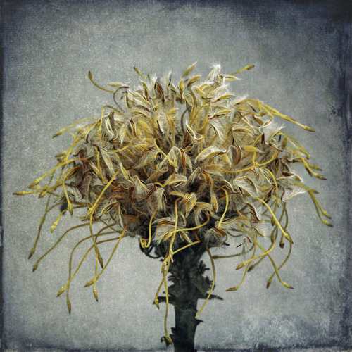 Protea