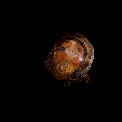 Jelly