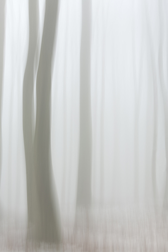 Misty Morning