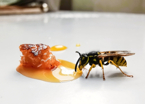 Sweet tooth wasp