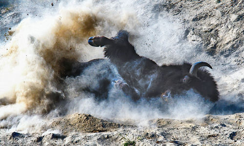 Bison Spa