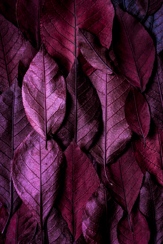 Red Leaves
