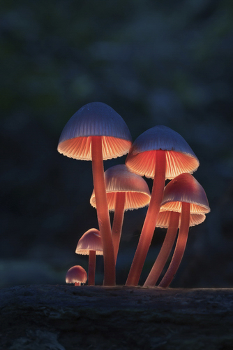 seven lights