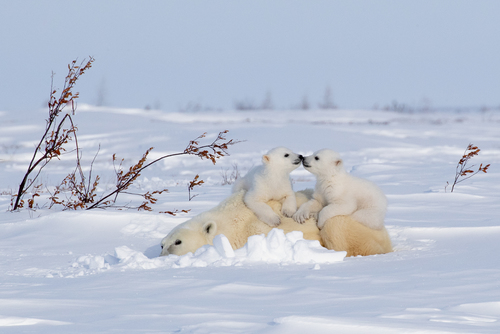 The arctic kiss